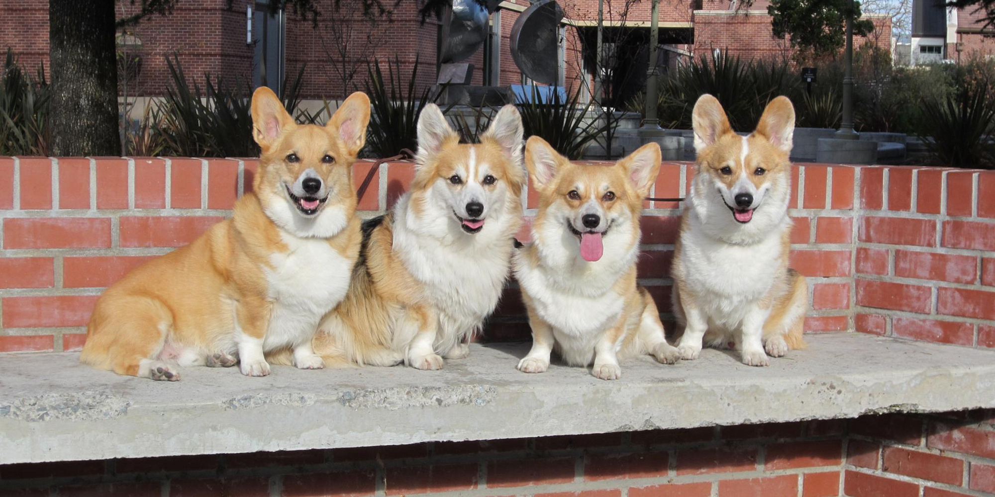 Placeholder Announcement Article Image